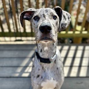 Fundraising Page: Rebecca Musselman